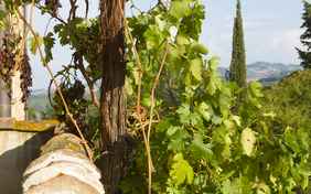 Zypressen und Weinreben - so lieben wir die Toskana